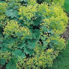 Attēlu rezultāti vaicājumam “Perizoma alchemilla”