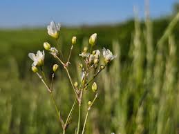 Attēlu rezultāti vaicājumam “Arenaria procera”