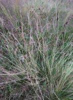 Attēlu rezultāti vaicājumam “Nardus stricta fruit”