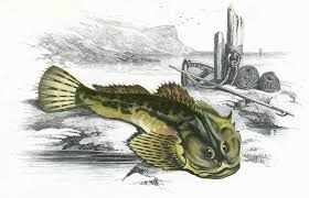 Image result for Myoxocephalus scorpius