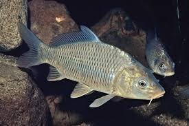 Image result for Carpiodes cyprinus
