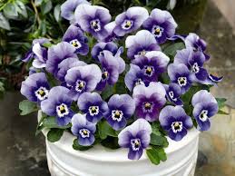 Image result for Viola cornuta