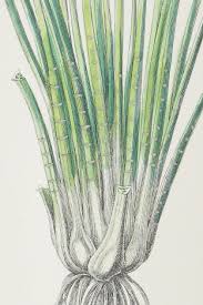 Attēlu rezultāti vaicājumam “Isoetes echinospora leaf”