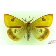 Attēlu rezultāti vaicājumam “Diacrisia sannio”