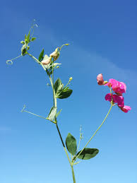 Attēlu rezultāti vaicājumam “Lathyrus tuberosus flower”