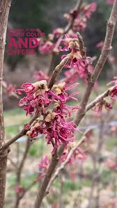 Attēlu rezultāti vaicājumam “Hamamelis vernalis flower”