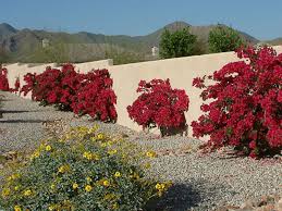 Image result for bougainvillea