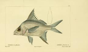 Image result for Eugerres plumieri