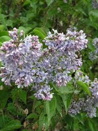 Attēlu rezultāti vaicājumam “Syringa vulgaris”
