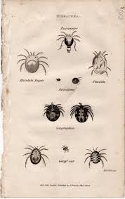 Attēlu rezultāti vaicājumam “Hydrachna”