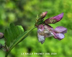 Attēlu rezultāti vaicājumam “Vicia sepium fruit”