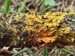 Attēlu rezultāti vaicājumam “Xanthoriicola physciae”