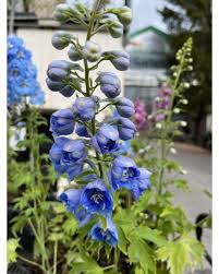 Image result for Rittersporn