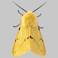 Attēlu rezultāti vaicājumam “Spilosoma lutea imago”