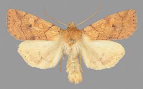 Attēlu rezultāti vaicājumam “Enargia paleacea”