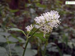 Attēlu rezultāti vaicājumam “Actaea spicata flower”