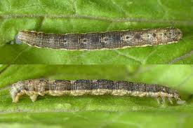 Attēlu rezultāti vaicājumam “Xanthorhoe designata”