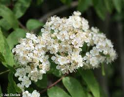 Attēlu rezultāti vaicājumam “Sorbus aucuparia flower”