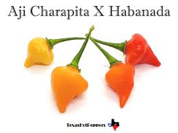 Afbeeldingsresultaat voor aji habanero hot pepper