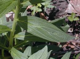 Attēlu rezultāti vaicājumam “Lithospermum officinale leaf”