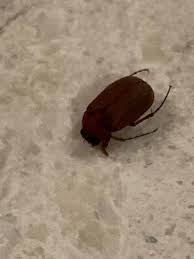 Attēlu rezultāti vaicājumam “Serica brunnea imago”