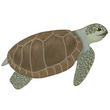 Image result for Lepidochelys olivacea