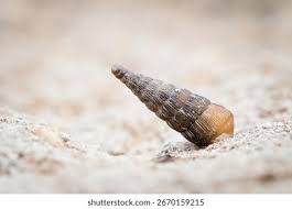 Attēlu rezultāti vaicājumam “Clausiliidae”