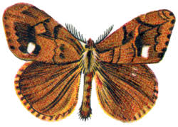 Attēlu rezultāti vaicājumam “Orgyia antiqua”