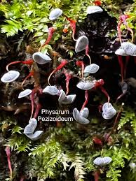 Attēlu rezultāti vaicājumam “Physarum pezizoideum macro”