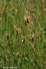 Attēlu rezultāti vaicājumam “Eleocharis quinqueflora flower”