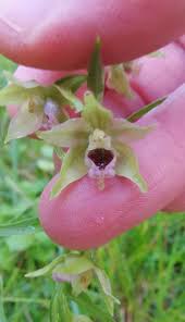 Attēlu rezultāti vaicājumam “Epipactis helleborine flower”