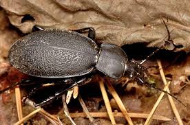 Attēlu rezultāti vaicājumam “Carabus coriaceus”