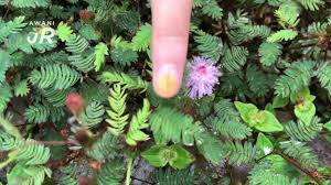 Image result for pohon semalu images