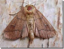 Attēlu rezultāti vaicājumam “Mythimna turca”