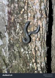 Attēlu rezultāti vaicājumam “Ommatoiulus vilnensis”