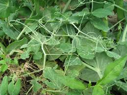 Attēlu rezultāti vaicājumam “Pisum sativum”