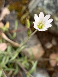 Attēlu rezultāti vaicājumam “Cerastium arvense flower”