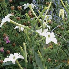 Image result for Nicotiana x sanderae
