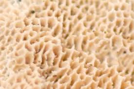 Attēlu rezultāti vaicājumam “Rhodonia placenta”