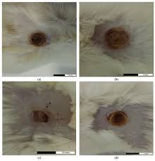 Attēlu rezultāti vaicājumam “Anthyllis maritima leaf”