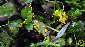 Attēlu rezultāti vaicājumam “Physarum melleum”