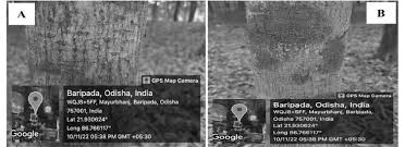 Attēlu rezultāti vaicājumam “Phaeographis dendritica”