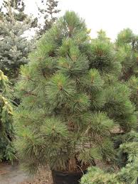 Attēlu rezultāti vaicājumam “Pinus ponderosa”