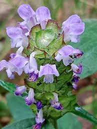 Attēlu rezultāti vaicājumam “Prunella vulgaris flower”