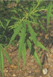 Attēlu rezultāti vaicājumam “Cannabis sativa leaf”