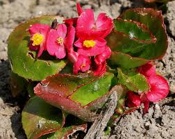 Image result for Begonia cucullata var. Hookeri