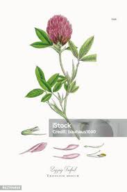 Attēlu rezultāti vaicājumam “Trifolium medium leaf”