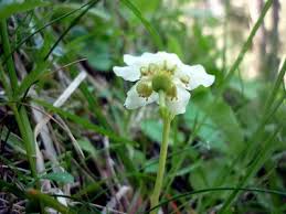 Attēlu rezultāti vaicājumam “Moneses uniflora bud”