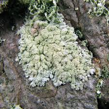 Attēlu rezultāti vaicājumam “Parmeliopsis ambigua”