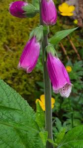 Attēlu rezultāti vaicājumam “Digitalis purpurea”